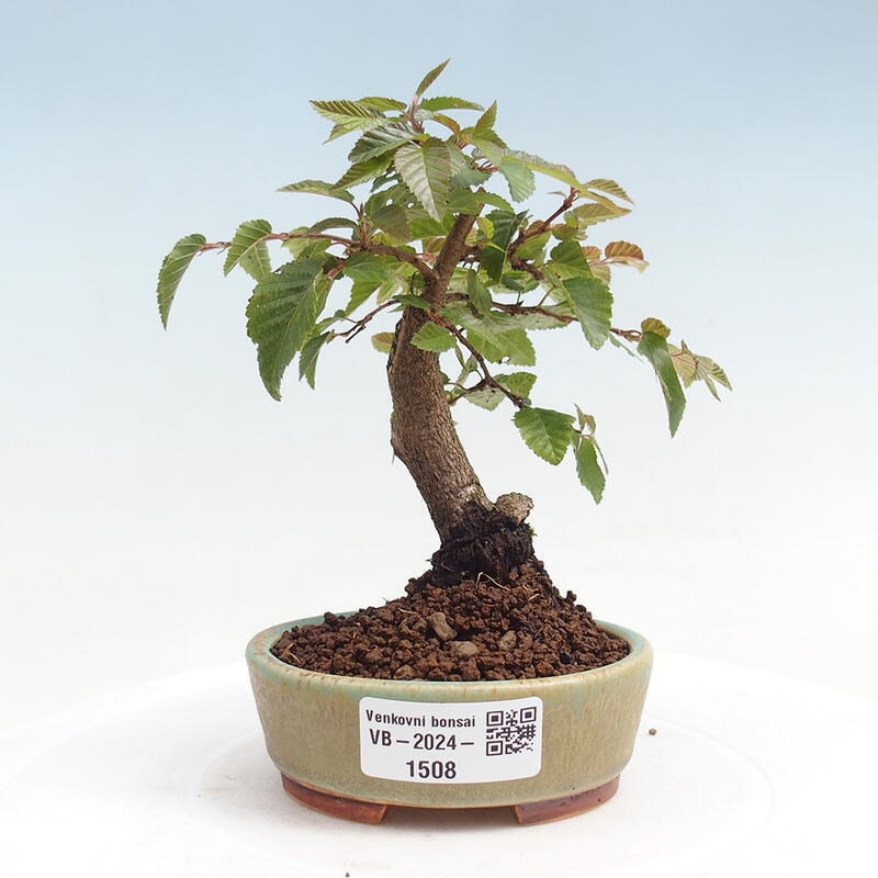 Kültéri bonsai -Carpinus CARPINOIDES - Koreai gyertyánfa