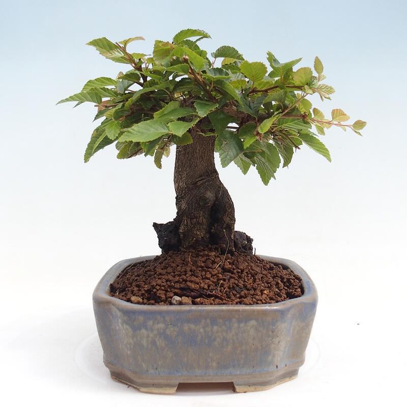 Kültéri bonsai -Carpinus CARPINOIDES - Koreai gyertyánfa