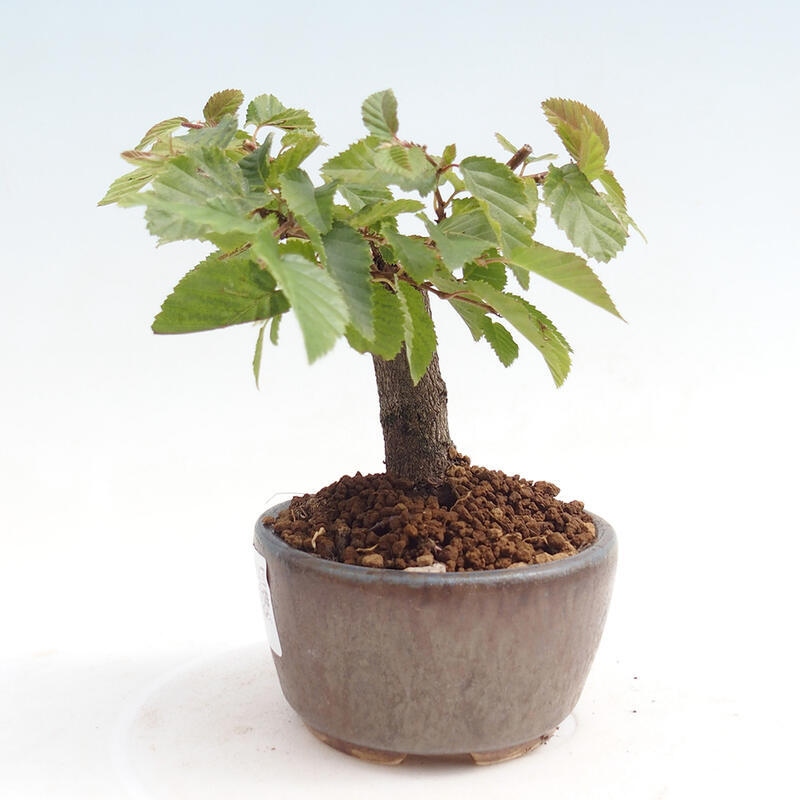 Kültéri bonsai -Carpinus CARPINOIDES - Koreai gyertyánfa
