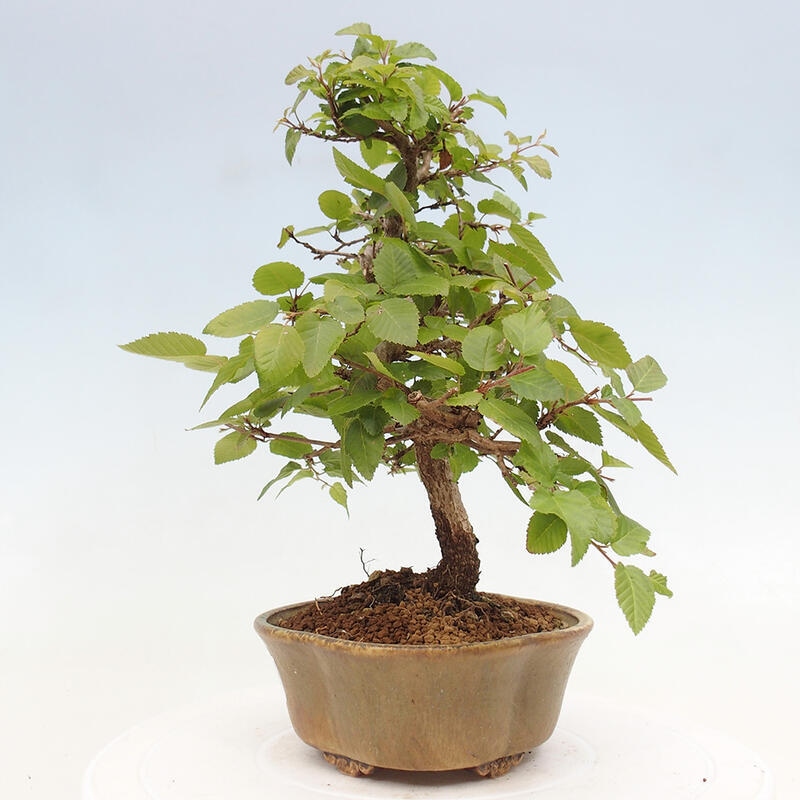 Kültéri bonsai -Carpinus CARPINOIDES - Koreai gyertyánfa