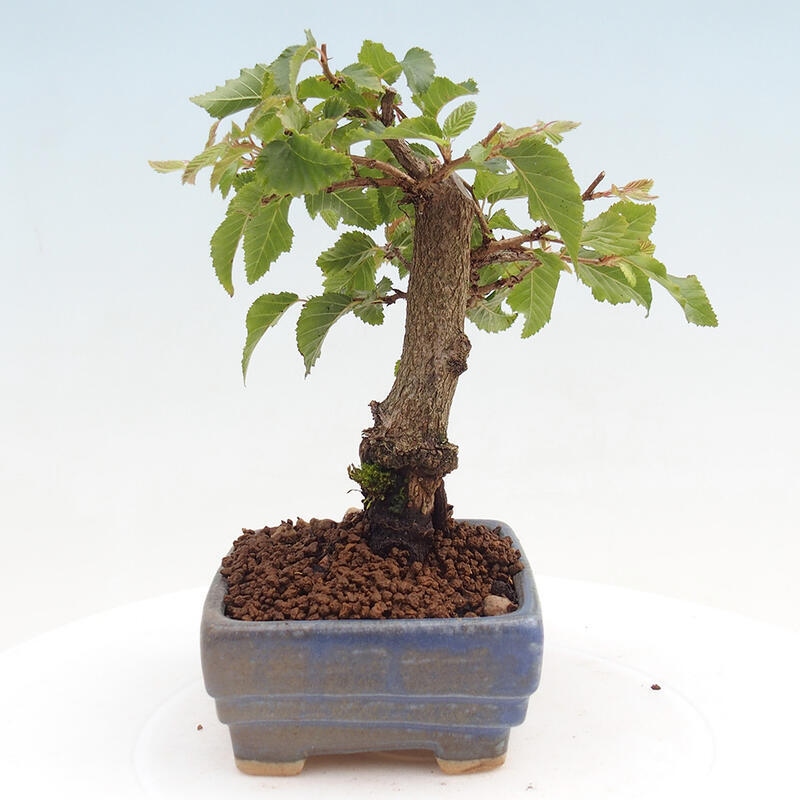 Kültéri bonsai -Carpinus CARPINOIDES - Koreai gyertyánfa