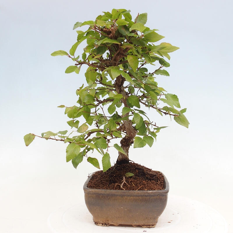 Kültéri bonsai -Carpinus CARPINOIDES - Koreai gyertyánfa