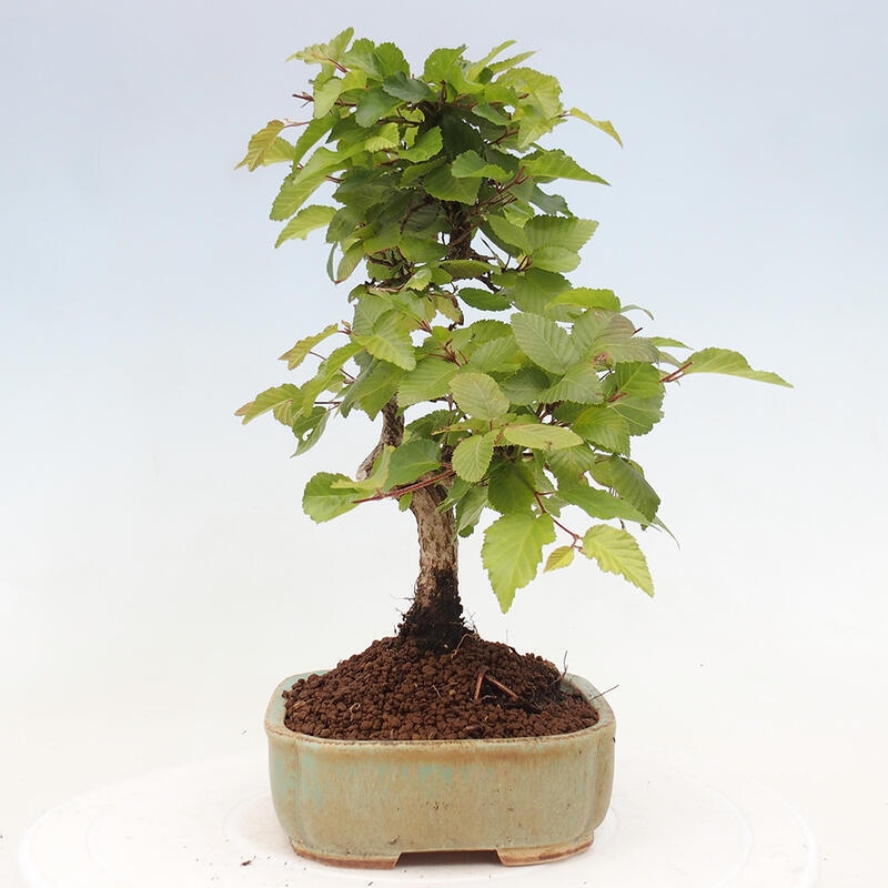 Kültéri bonsai -Carpinus CARPINOIDES - Koreai gyertyánfa