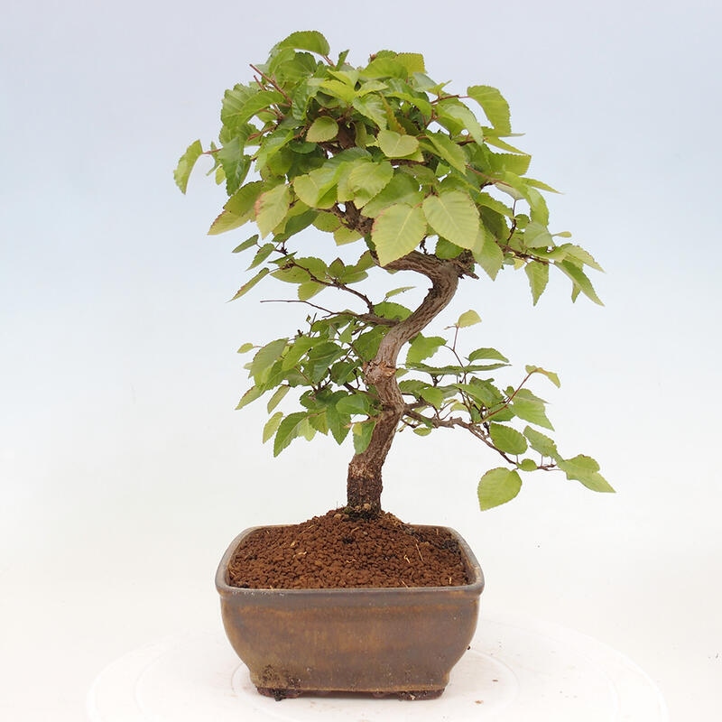 Kültéri bonsai -Carpinus CARPINOIDES - Koreai gyertyánfa