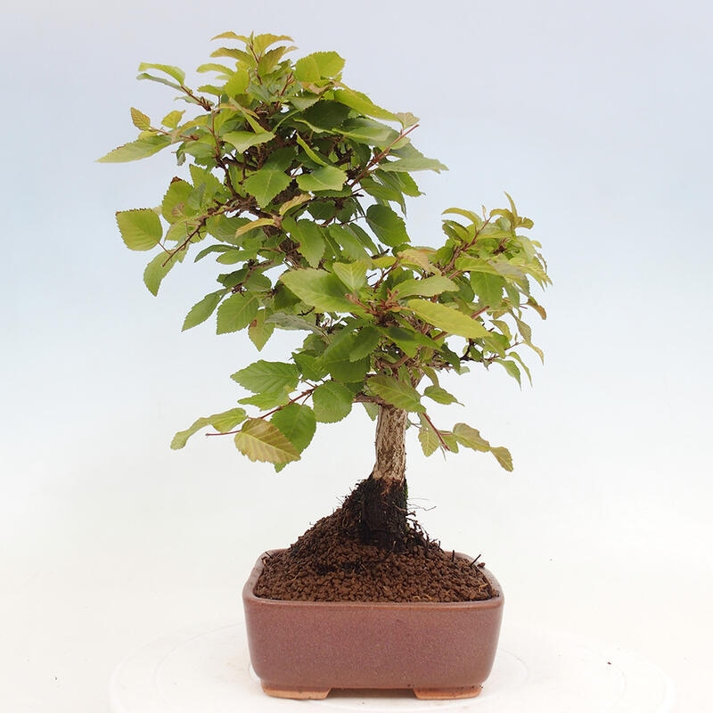Kültéri bonsai -Carpinus CARPINOIDES - Koreai gyertyánfa