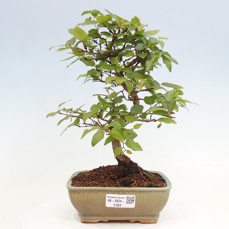 Kültéri bonsai -Carpinus CARPINOIDES - Koreai gyertyánfa