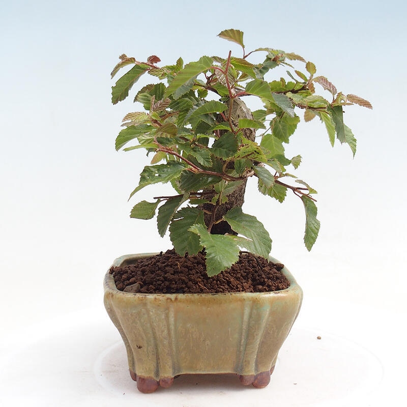 Kültéri bonsai -Carpinus CARPINOIDES - Koreai gyertyánfa