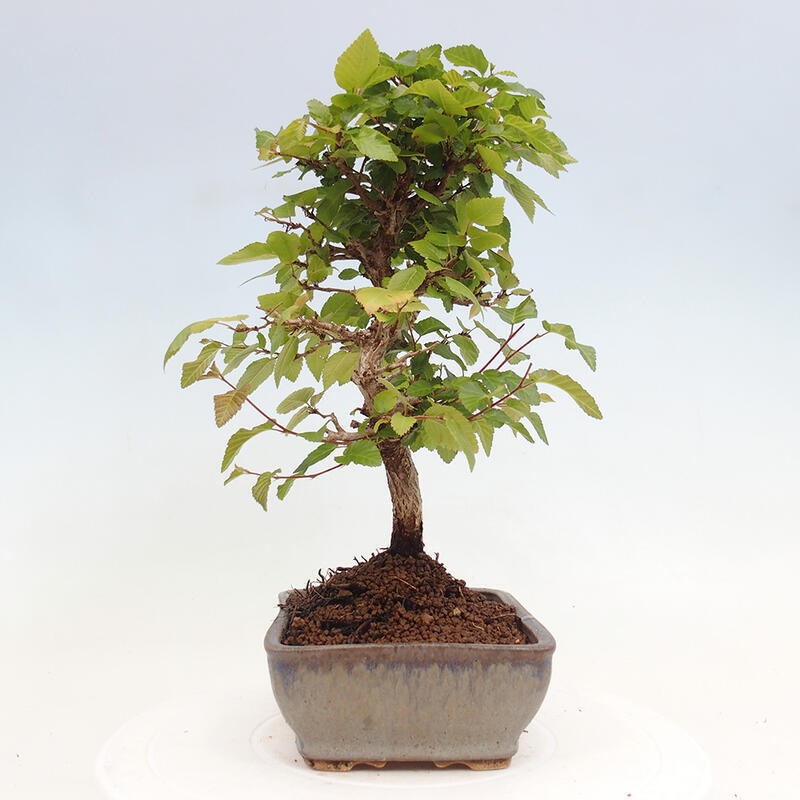 Kültéri bonsai -Carpinus CARPINOIDES - Koreai gyertyánfa