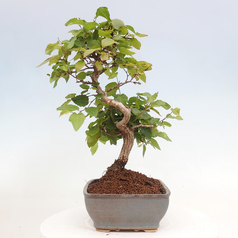 Kültéri bonsai -Carpinus CARPINOIDES - Koreai gyertyánfa