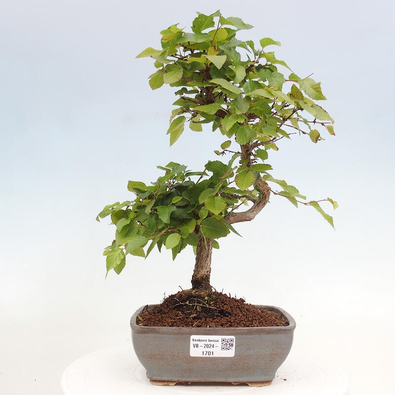 Kültéri bonsai -Carpinus CARPINOIDES - Koreai gyertyánfa