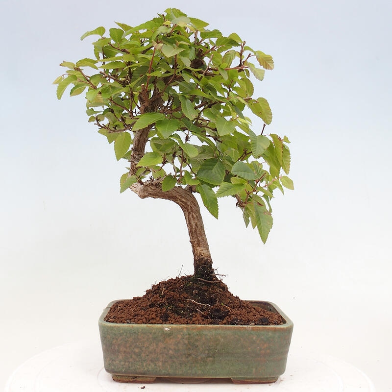 Kültéri bonsai -Carpinus CARPINOIDES - Koreai gyertyánfa