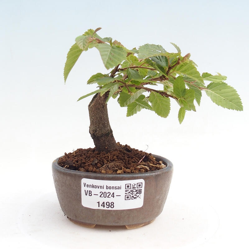 Kültéri bonsai -Carpinus CARPINOIDES - Koreai gyertyánfa