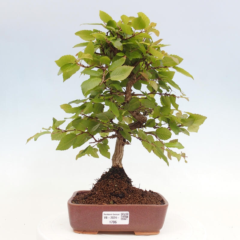 Kültéri bonsai -Carpinus CARPINOIDES - Koreai gyertyánfa