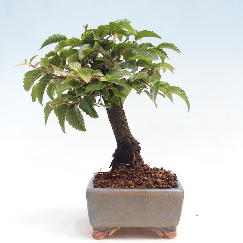 Kültéri bonsai -Carpinus CARPINOIDES - Koreai gyertyánfa