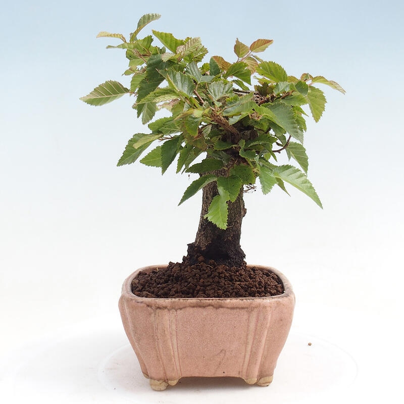Kültéri bonsai -Carpinus CARPINOIDES - Koreai gyertyánfa