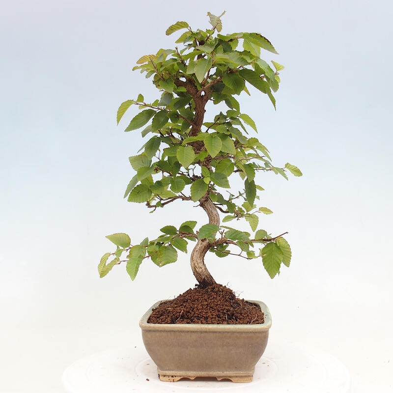 Kültéri bonsai -Carpinus CARPINOIDES - Koreai gyertyánfa