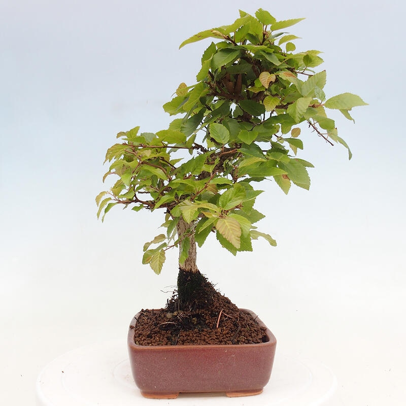 Kültéri bonsai -Carpinus CARPINOIDES - Koreai gyertyánfa