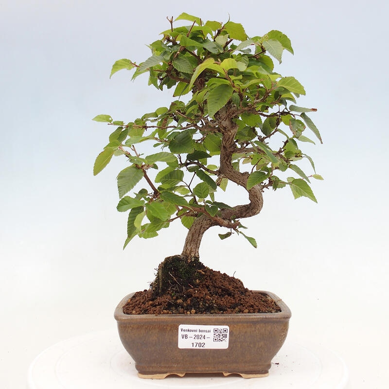 Kültéri bonsai -Carpinus CARPINOIDES - Koreai gyertyánfa