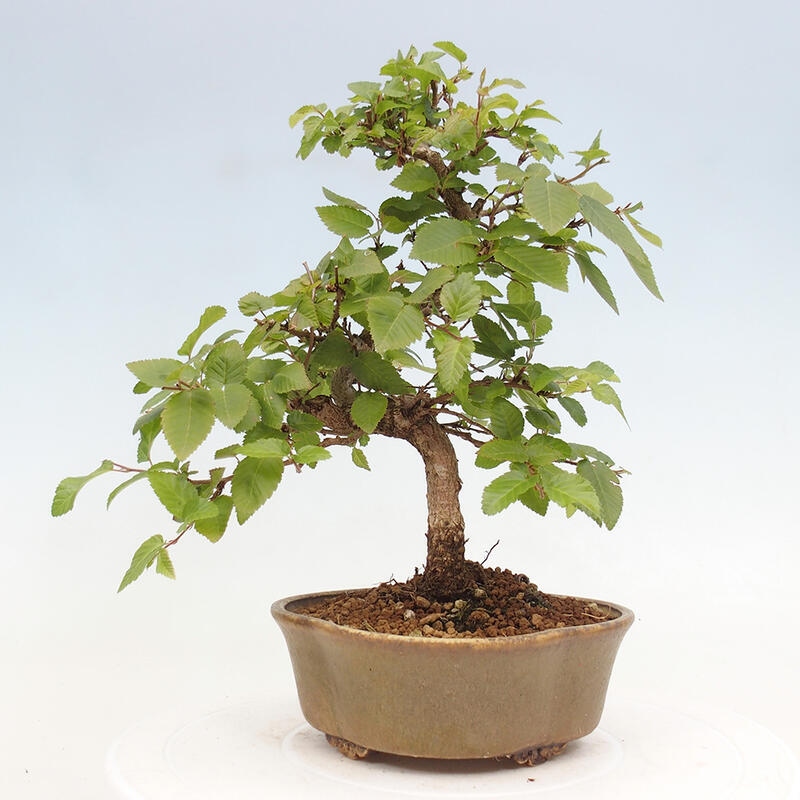 Kültéri bonsai -Carpinus CARPINOIDES - Koreai gyertyánfa