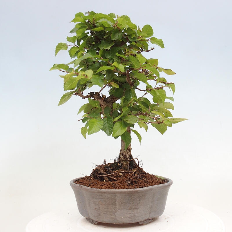 Kültéri bonsai -Carpinus CARPINOIDES - Koreai gyertyánfa