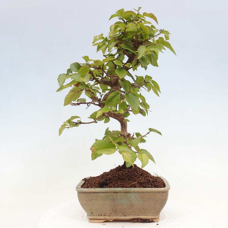 Kültéri bonsai -Carpinus CARPINOIDES - Koreai gyertyánfa