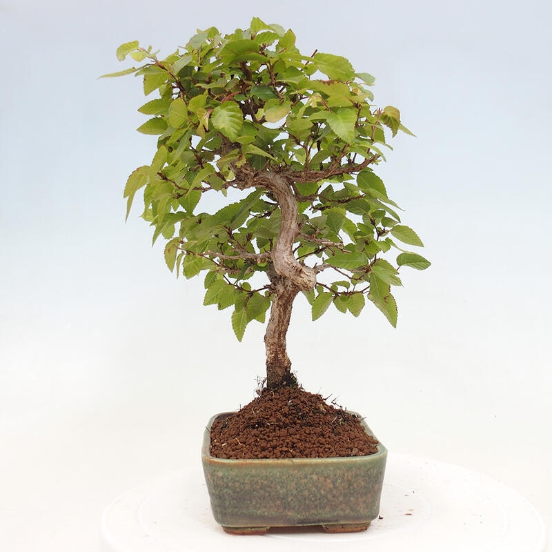 Kültéri bonsai -Carpinus CARPINOIDES - Koreai gyertyánfa