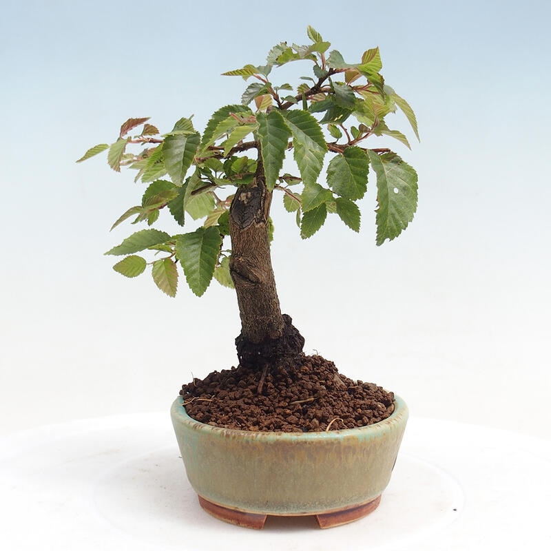 Kültéri bonsai -Carpinus CARPINOIDES - Koreai gyertyánfa
