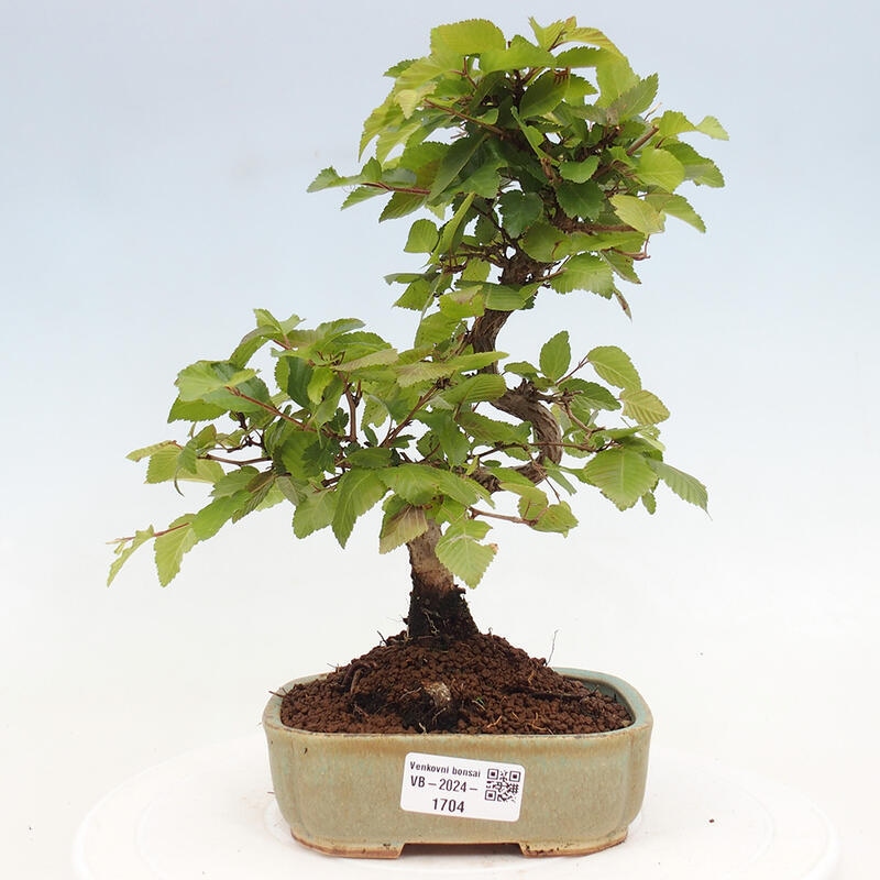 Kültéri bonsai -Carpinus CARPINOIDES - Koreai gyertyánfa