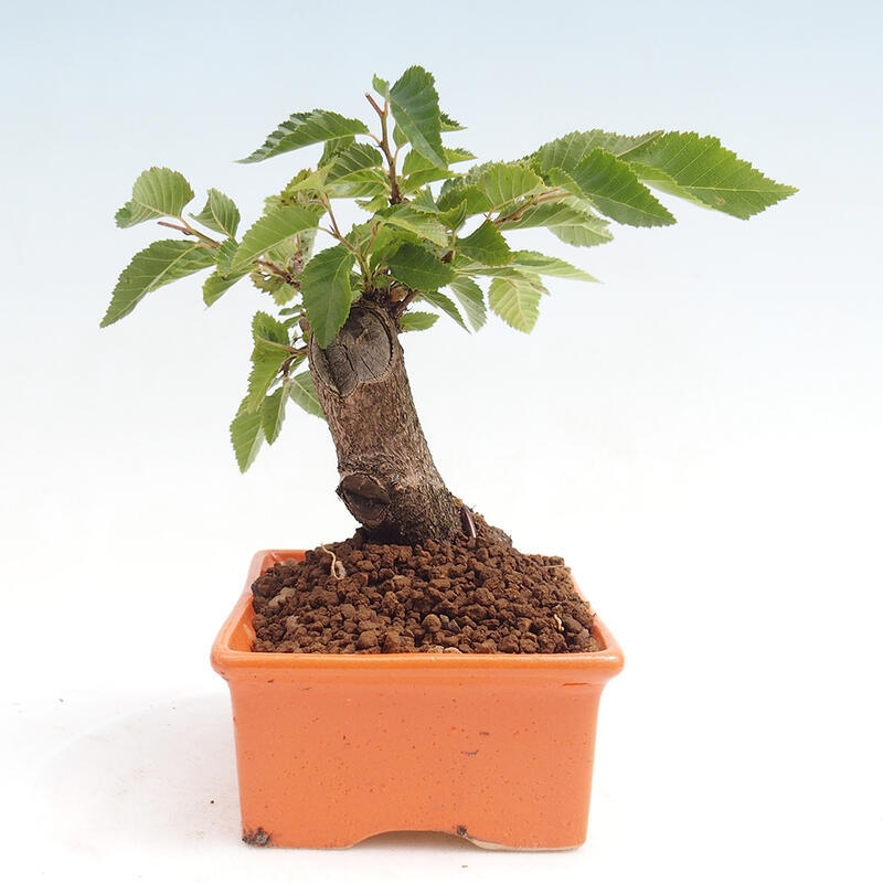 Kültéri bonsai -Carpinus CARPINOIDES - Koreai gyertyánfa