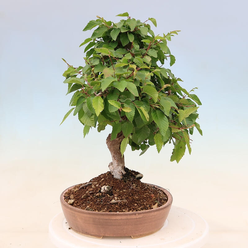 Kültéri bonsai -Carpinus Coreana - Koreai gyertyánfa