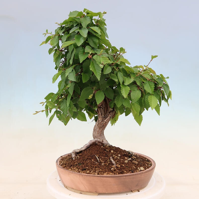 Kültéri bonsai -Carpinus Coreana - Koreai gyertyánfa