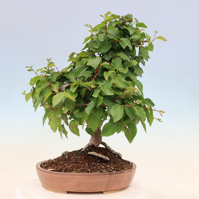 Kültéri bonsai -Carpinus Coreana - Koreai gyertyánfa