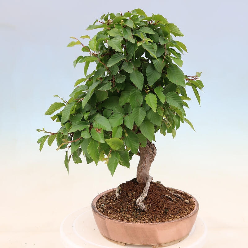 Kültéri bonsai -Carpinus Coreana - Koreai gyertyánfa
