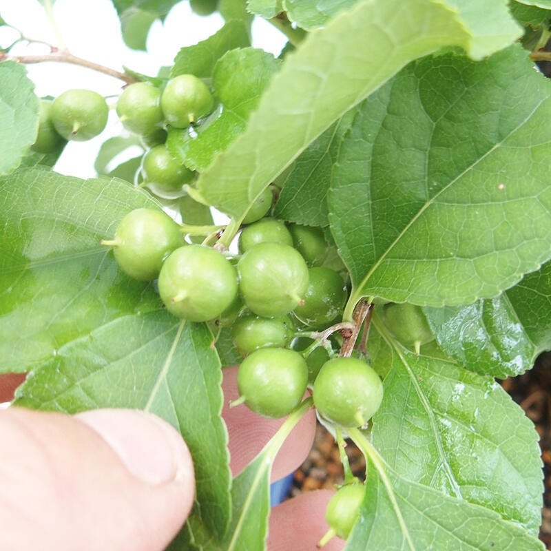 Kültéri bonsai - Celastrus orbiculatus