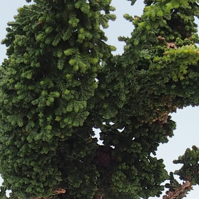 Kültéri bonsai - Cham. obtusa SEKKA HINOKI - Cifra ciprus