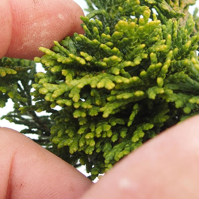 Kültéri bonsai - Cham.pis obtusa Nana Gracilis - ciprus