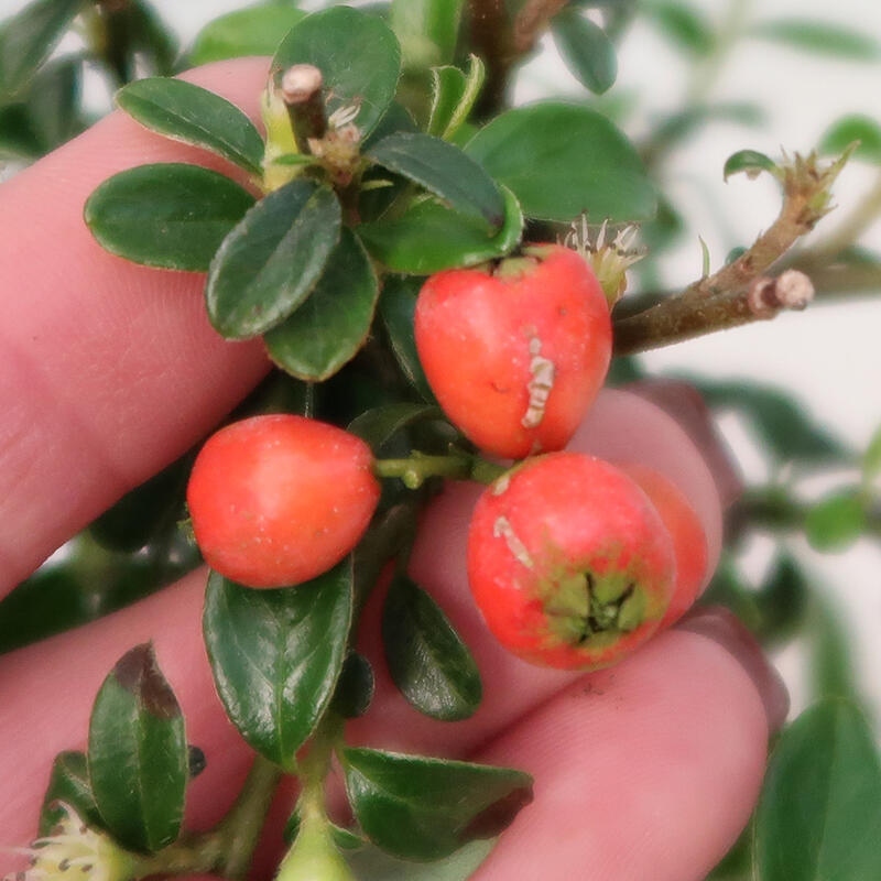 Kültéri bonsai-Cotoneaster dammeri - Damer's Rock