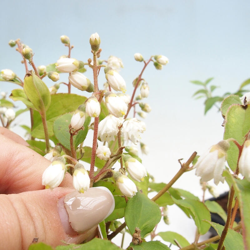 Kültéri bonsai – Deutzia scabra Candidissima – Háromvirágú