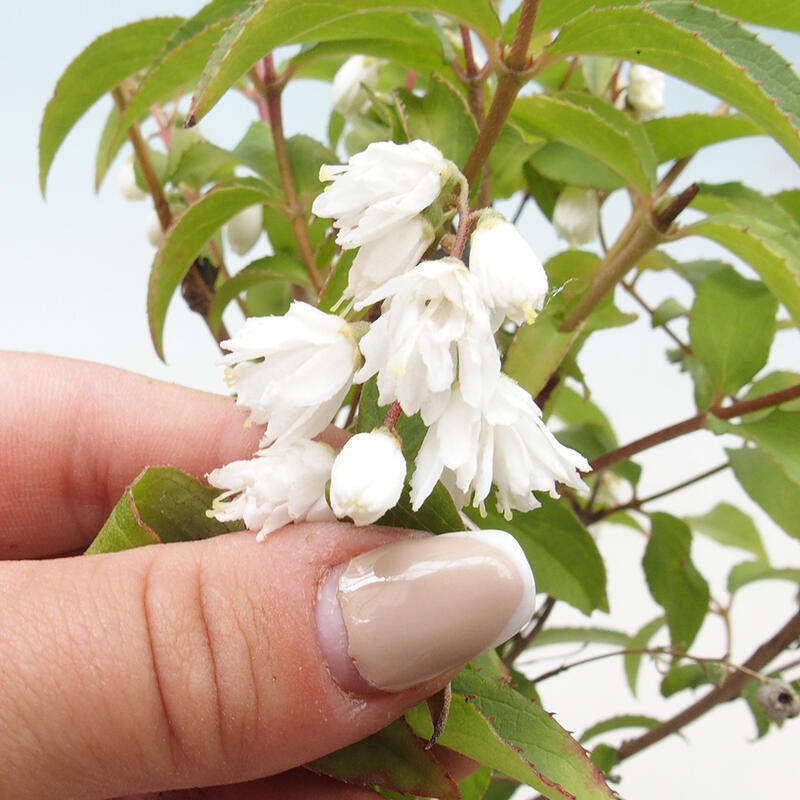 Kültéri bonsai – Deutzia scabra Candidissima – Háromvirágú