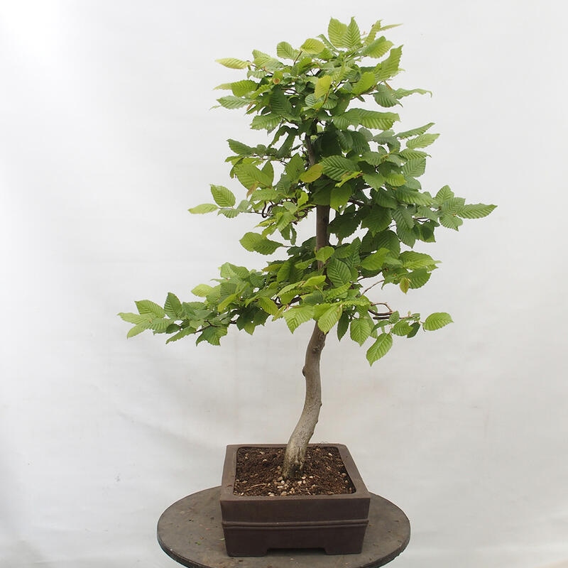 Kültéri bonsai - gyertyán - Carpinus betulus