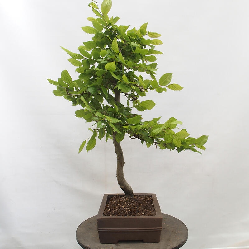 Kültéri bonsai - gyertyán - Carpinus betulus