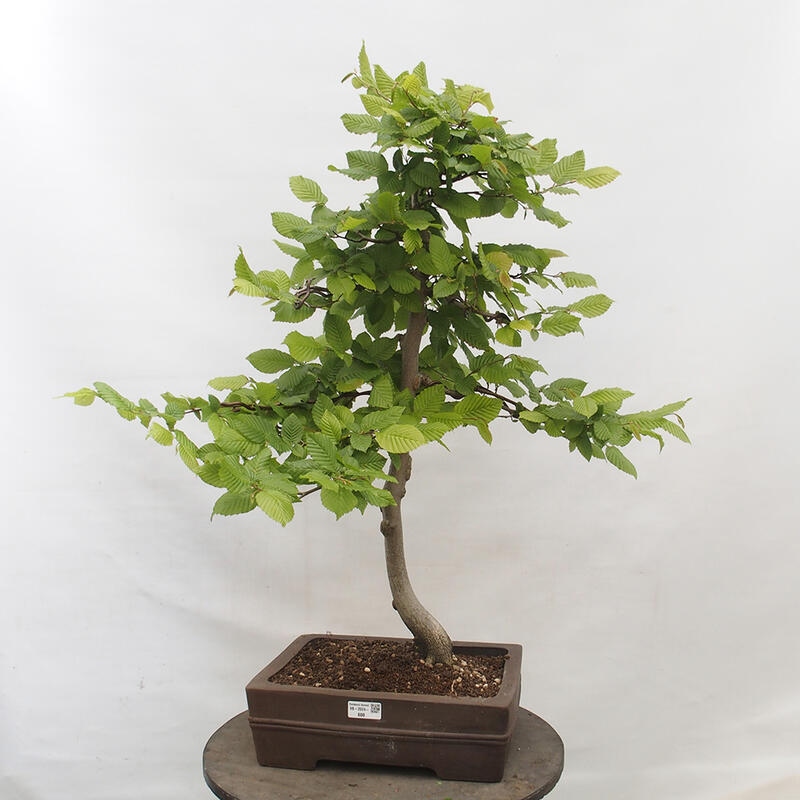 Kültéri bonsai - gyertyán - Carpinus betulus