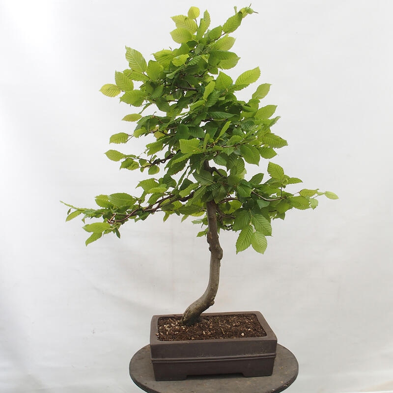Kültéri bonsai - gyertyán - Carpinus betulus