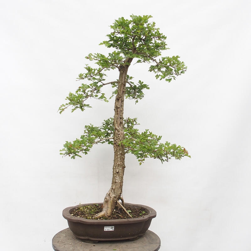 Kültéri bonsai - Galagonya - Crataegus monogyna
