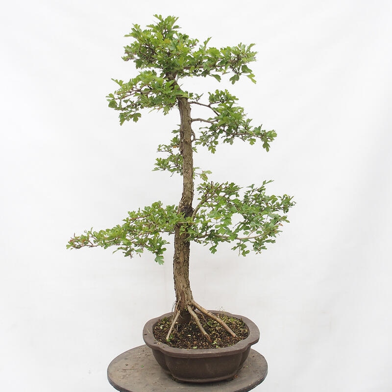 Kültéri bonsai - Galagonya - Crataegus monogyna