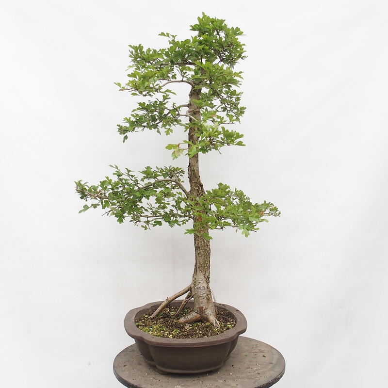 Kültéri bonsai - Galagonya - Crataegus monogyna