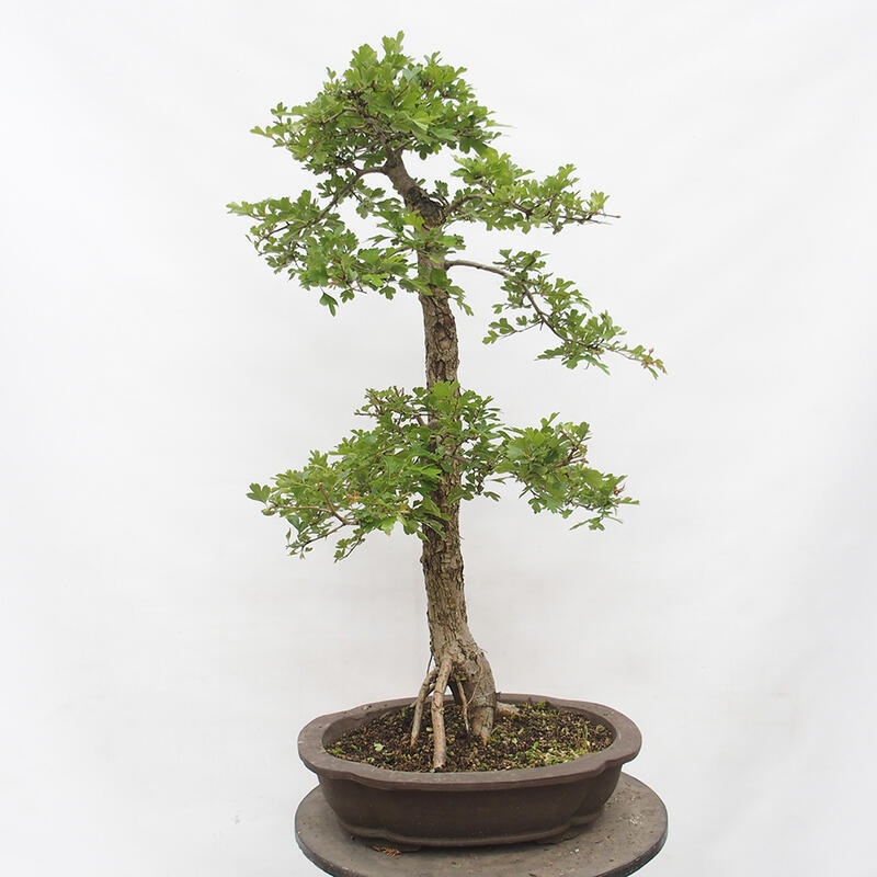 Kültéri bonsai - Galagonya - Crataegus monogyna