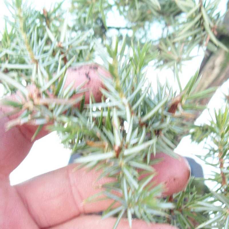 Kültéri bonsai - Juniperus rigida - Juniperus rigida
