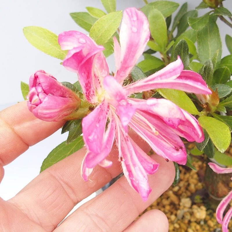 Kültéri bonsai - Japán azálea - Azalea HANABIN