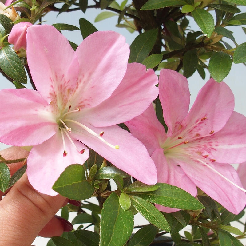 Kültéri bonsai - Japán azálea - Azalea Nasuno